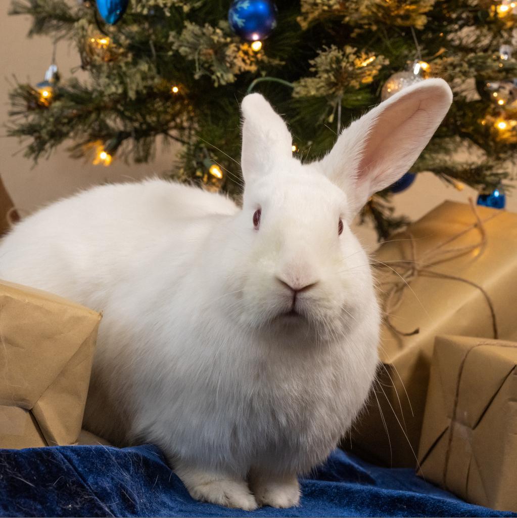 House Rabbit Society Headquarters - House Rabbit Society: Bay Area ...